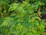 Moringa Powder 500 gm - Image 2